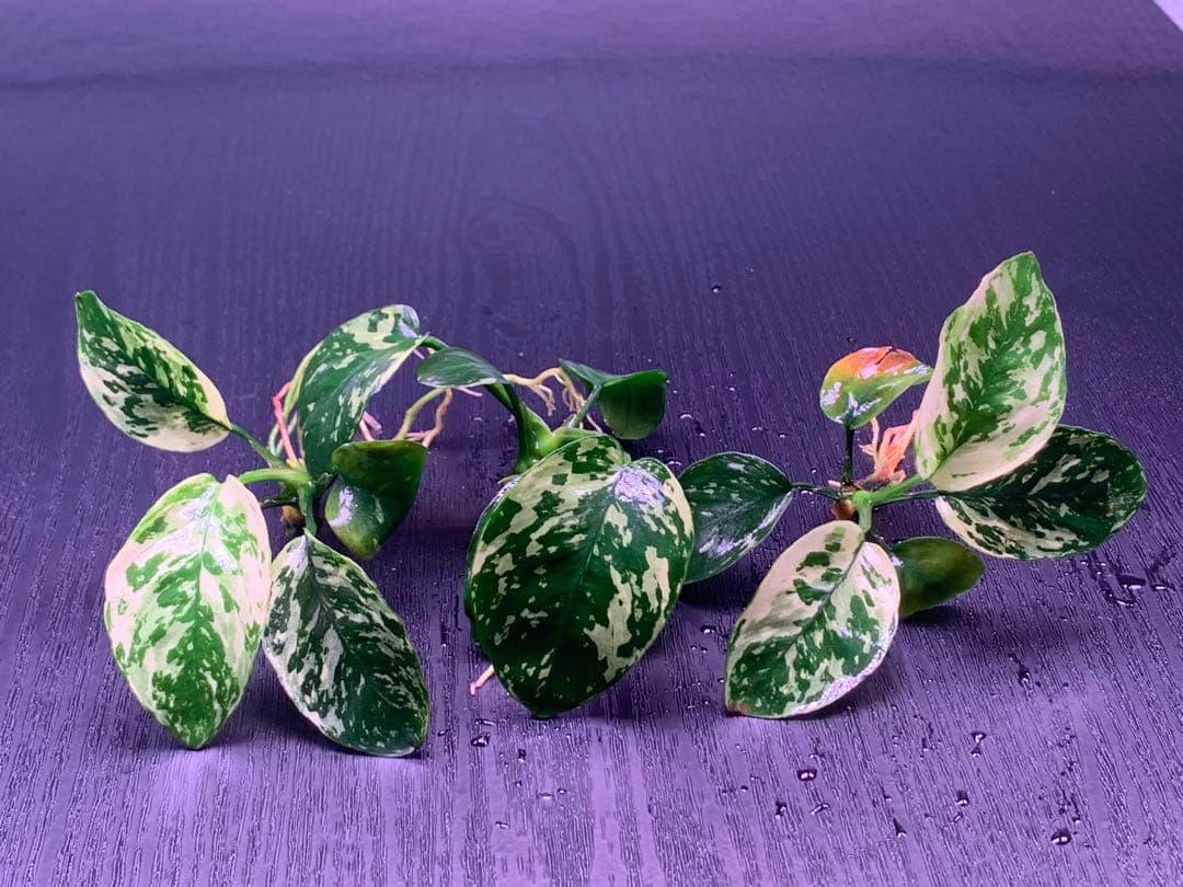 アヌビアスナナ斑入りキング Anubias Variegated King 3株