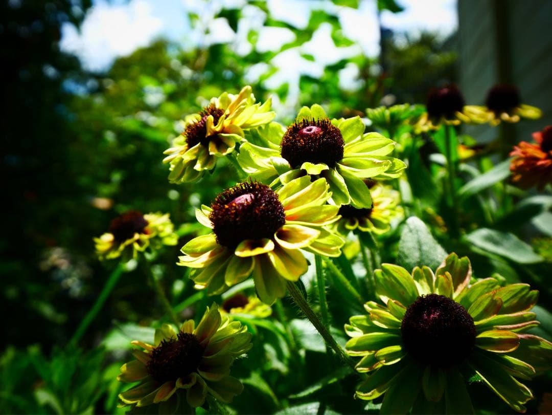 美品LEICA DG VARIO-ELMARIT 8-18mm/F2.8-4.0