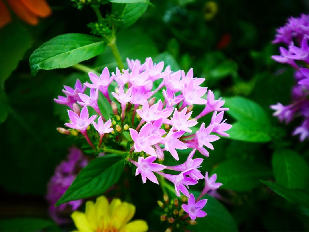 美品LEICA DG VARIO-ELMARIT 8-18mm/F2.8-4.0