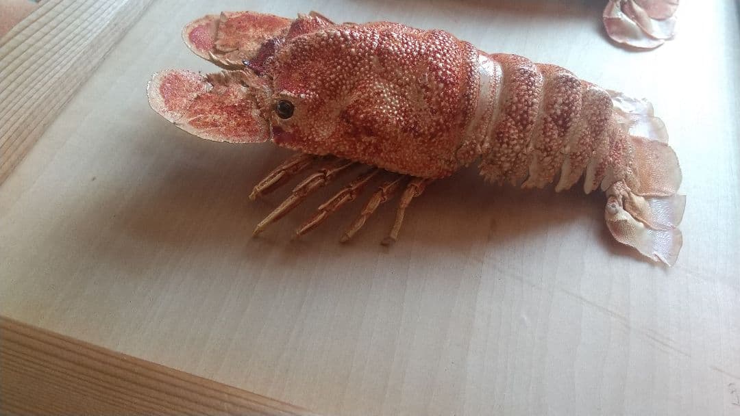 激レア　セミエビ　剥製