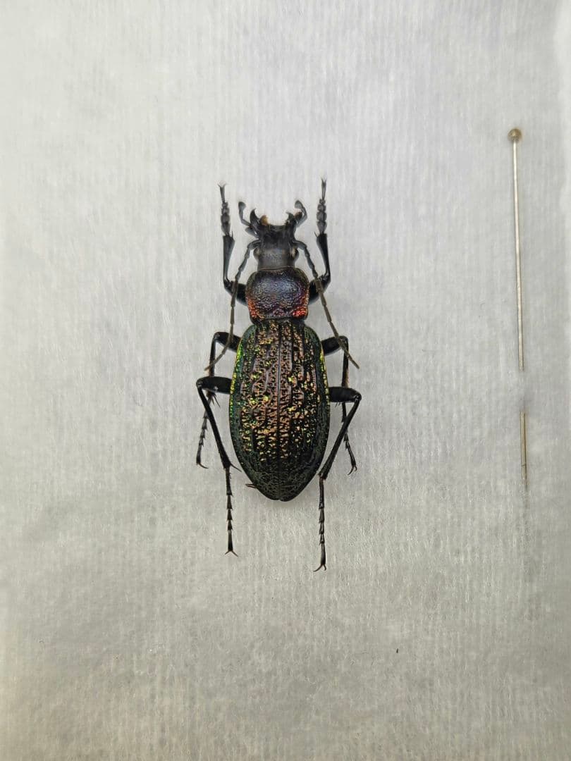 【標本】珍品 サハリン産オサムシ 昆虫標本