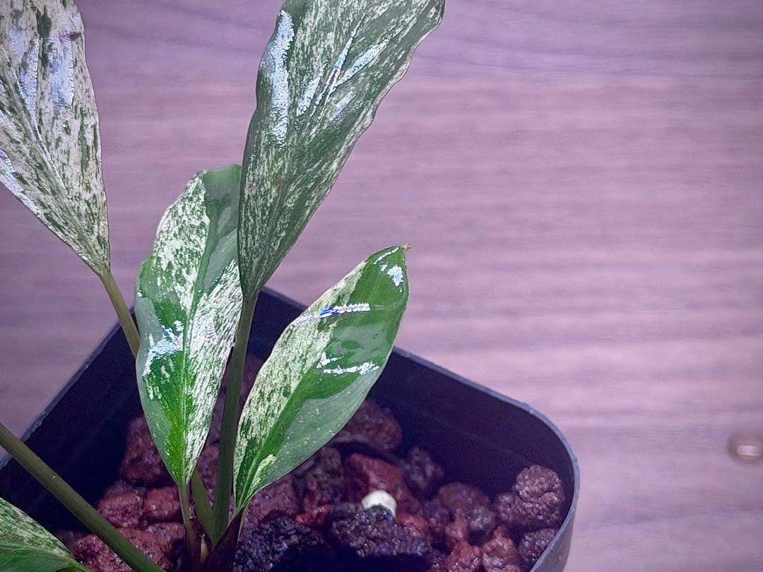ブセファランドラ　斑入り株　Pipto Variegata