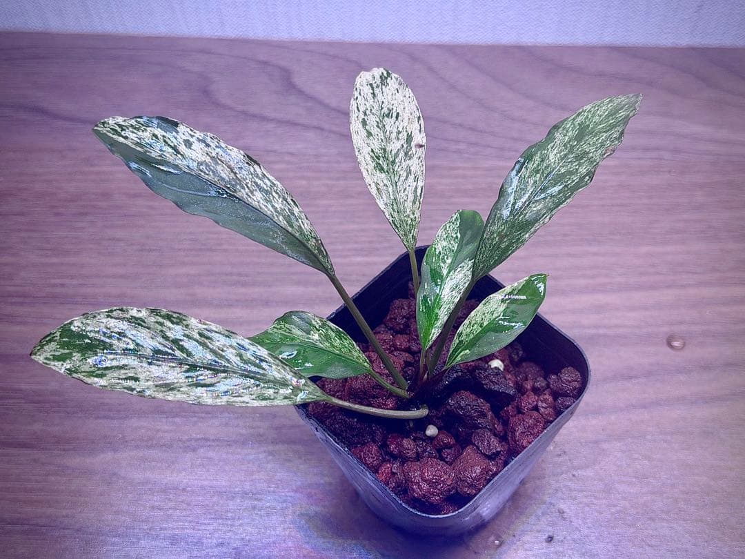 ブセファランドラ　斑入り株　Pipto Variegata