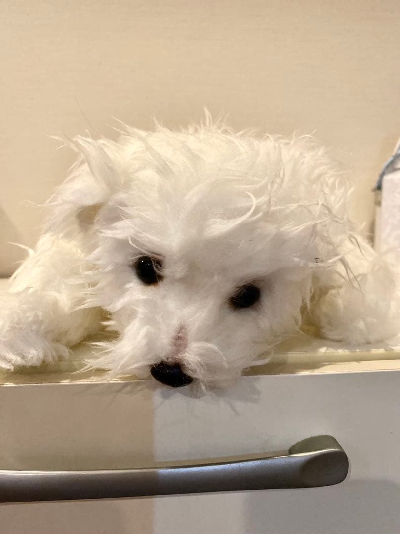 作家　マルチーズ　ぬいぐるみ