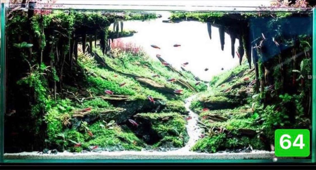 サンプル製品画像のセット。爬虫類ゲージ。水槽。流木。水生植物。流木 アクアリウム