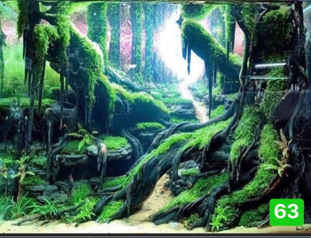 サンプル製品画像のセット。爬虫類ゲージ。水槽。流木。水生植物。流木 アクアリウム