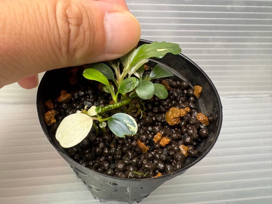 Bucephalandra sp. Variegata③