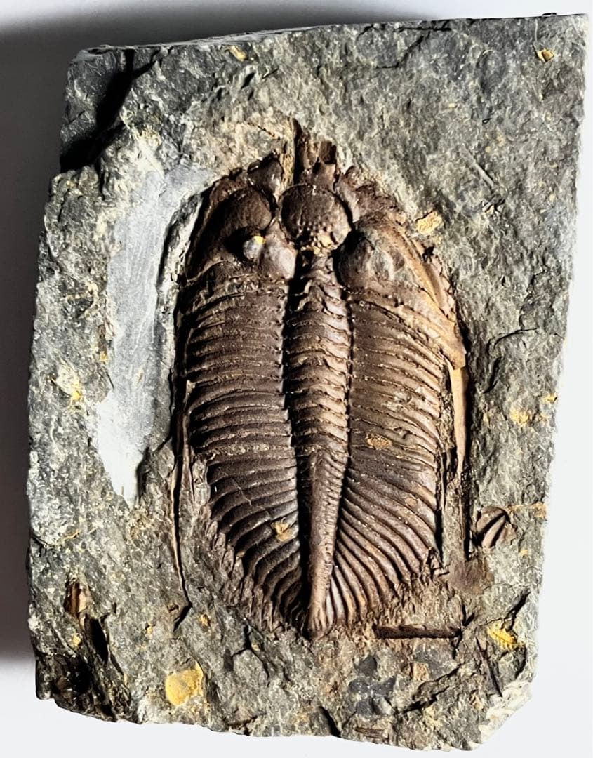 三葉虫　化石　Coronocephalus