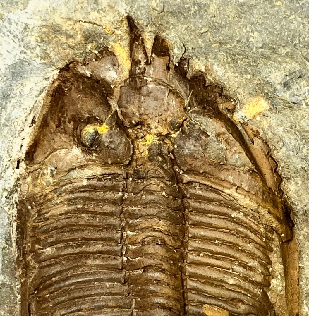 三葉虫　化石　Coronocephalus