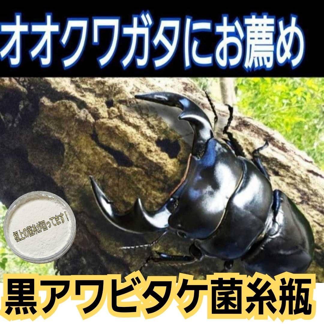ニジイロクワガタにお薦め！極上！黒アワビタケ菌糸瓶【10本】トレハロース強化配合
