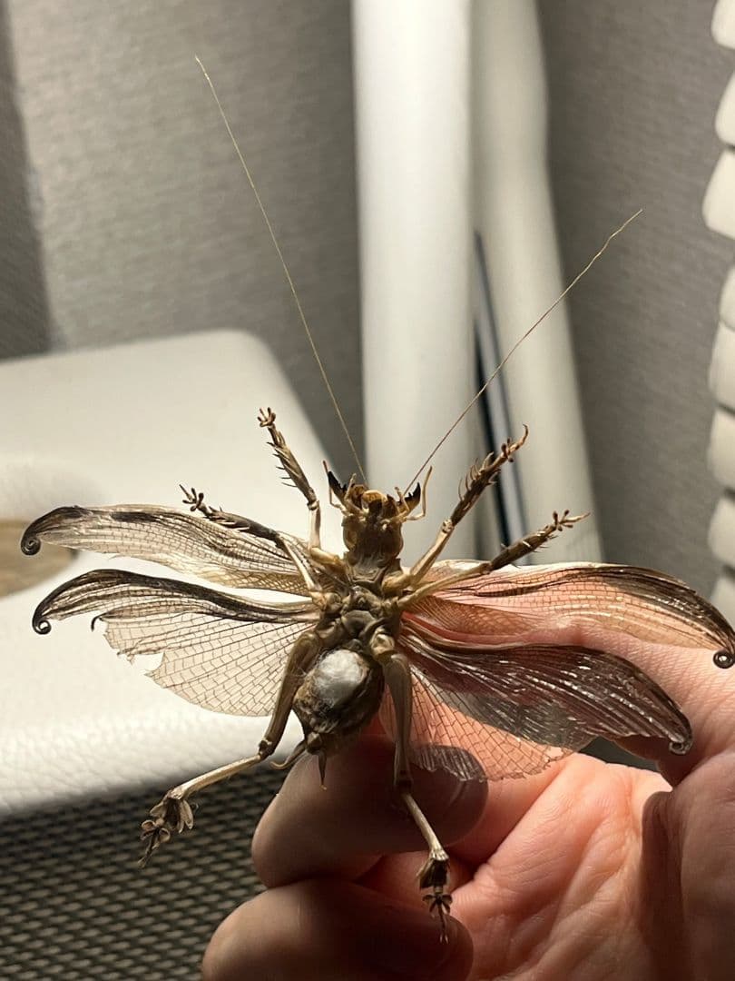 【希少産地】中国産のマキバネコロギス 昆虫標本バッタ キリギリスコロギスリオック