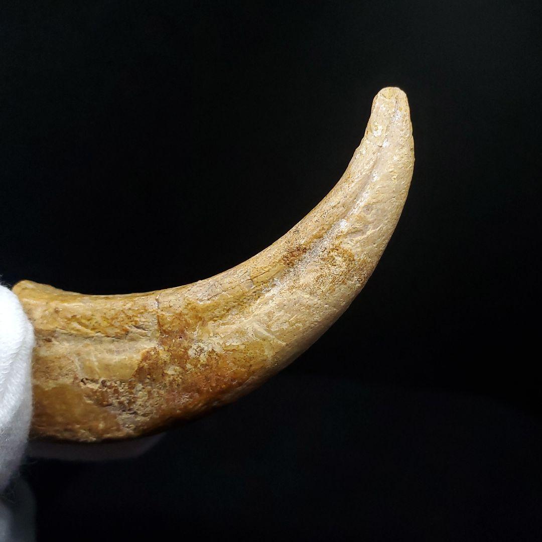 博物館級 アランカ 翼竜 爪 化石 本物 モロッコ産 61.84mm fr67