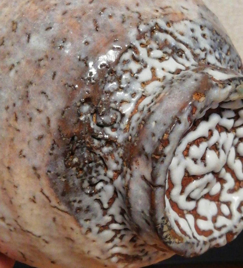 大和保男作　萩焼　茶碗　共箱　茶道具