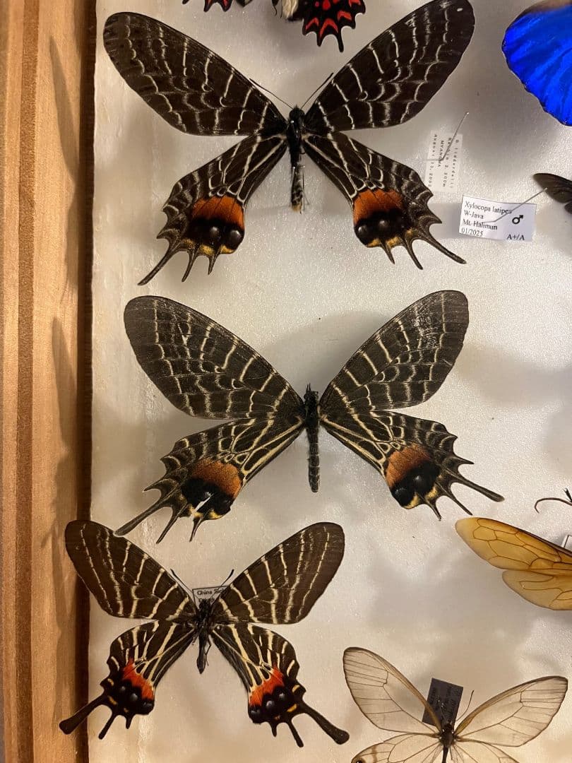 【巨大C品】シボリアゲハ モルフォ蝶 蛾ピカソモスモルフォチョウ昆虫標本