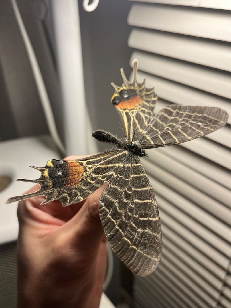 【巨大C品】シボリアゲハ モルフォ蝶 蛾ピカソモスモルフォチョウ昆虫標本