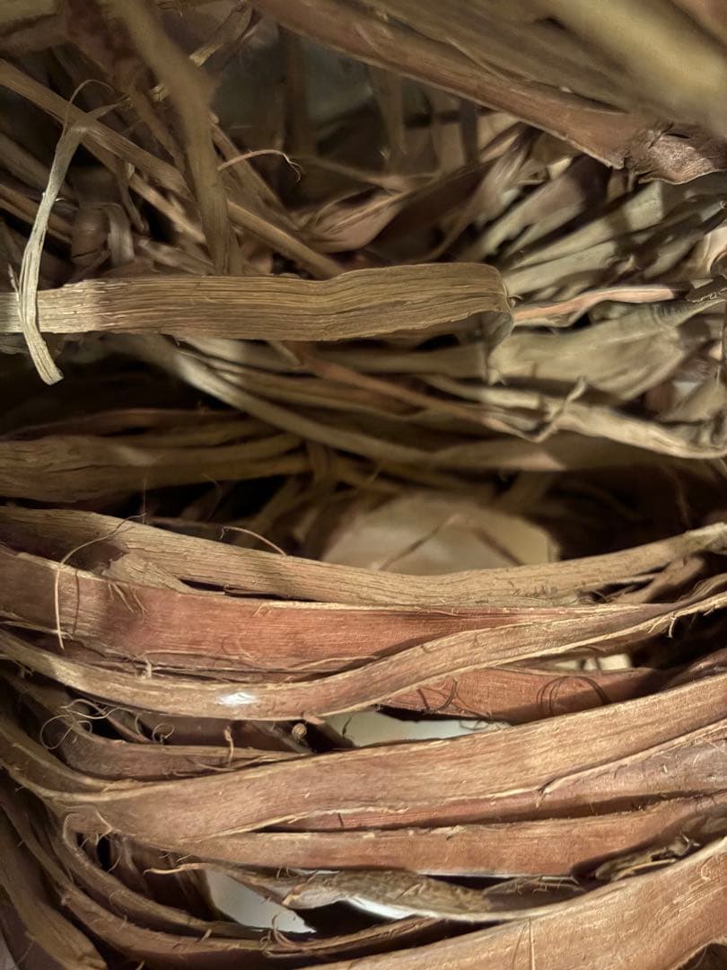 岩手県産山葡萄　2024年産　限定１点