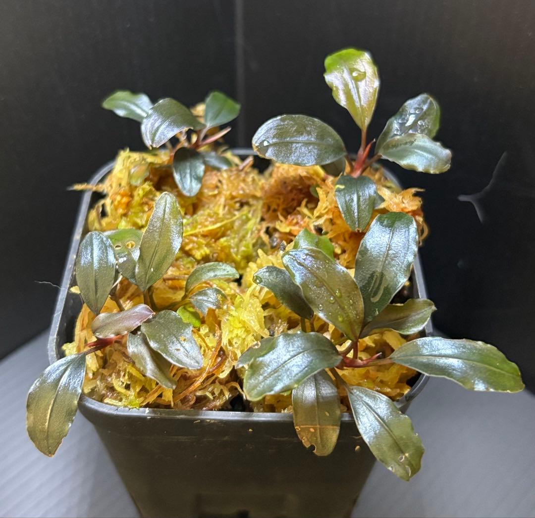 Bucephalandra sp. ゴースト2016