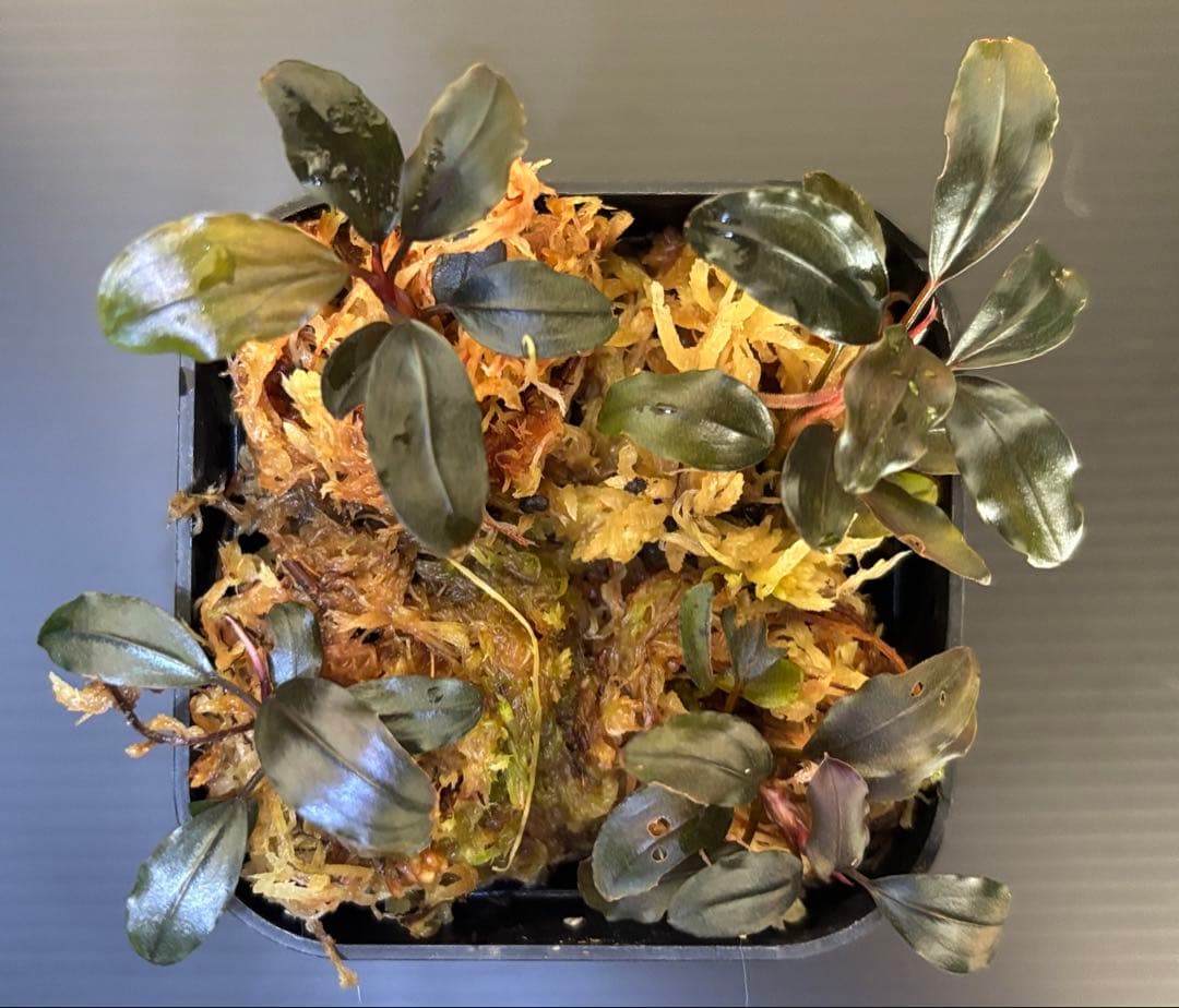 Bucephalandra sp. ゴースト2016