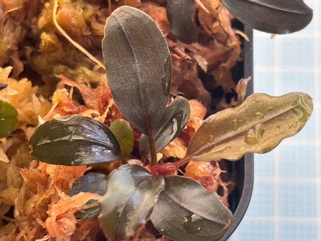 Bucephalandra sp. ゴースト2016