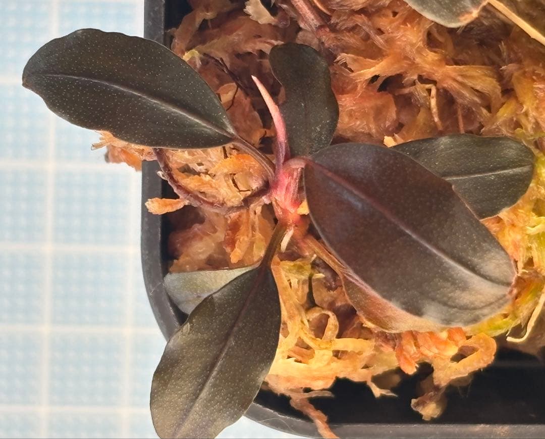 Bucephalandra sp. ゴースト2016