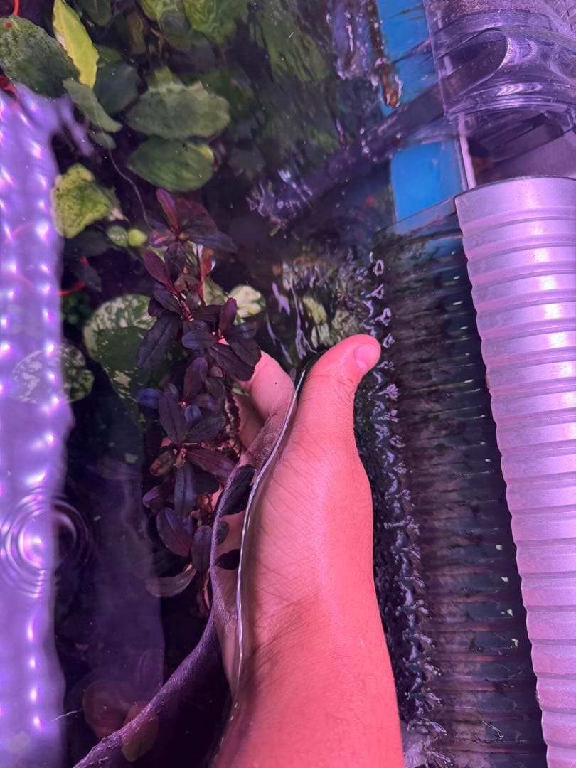 は*る様 ブセファランドラ Neo 2015 ― 大株　群生株　15株程度