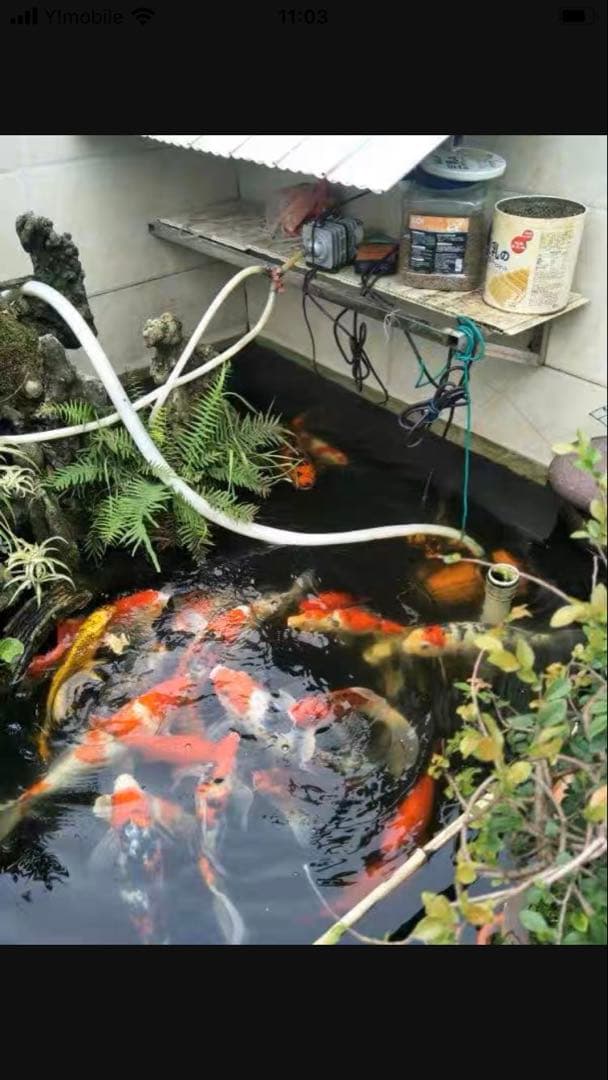 45w水中ポンプ付き万能濾過装置 池フィルター最高濾過装置(大)当日発送送料込み