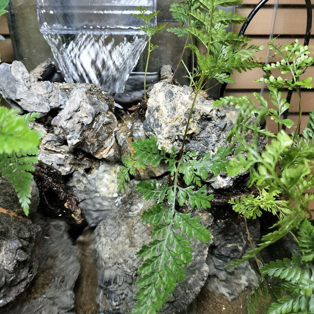 【アクアテラリウム完成品】滝のあるテラリウム パルダリウム アクアリウム