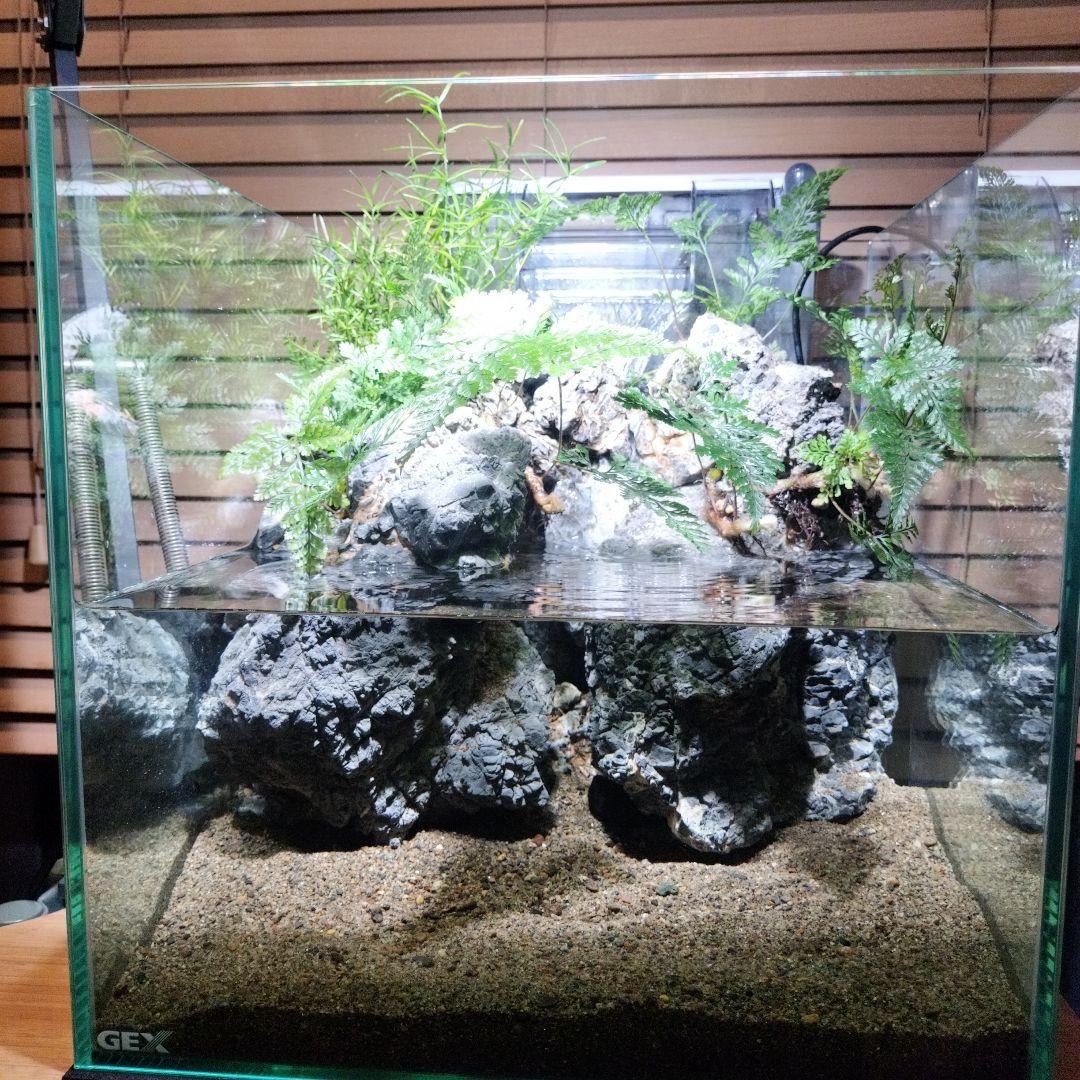 【アクアテラリウム完成品】滝のあるテラリウム パルダリウム アクアリウム