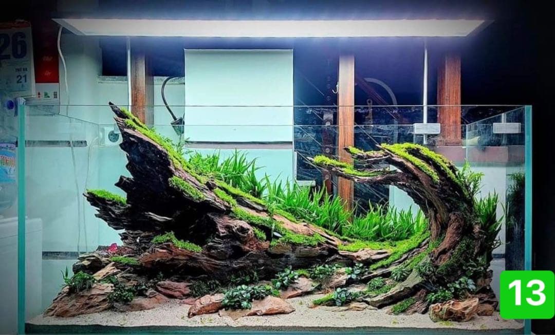 TTD 13【⭐︎ プチタ〜ク様⭐︎】【美品・数量限定】