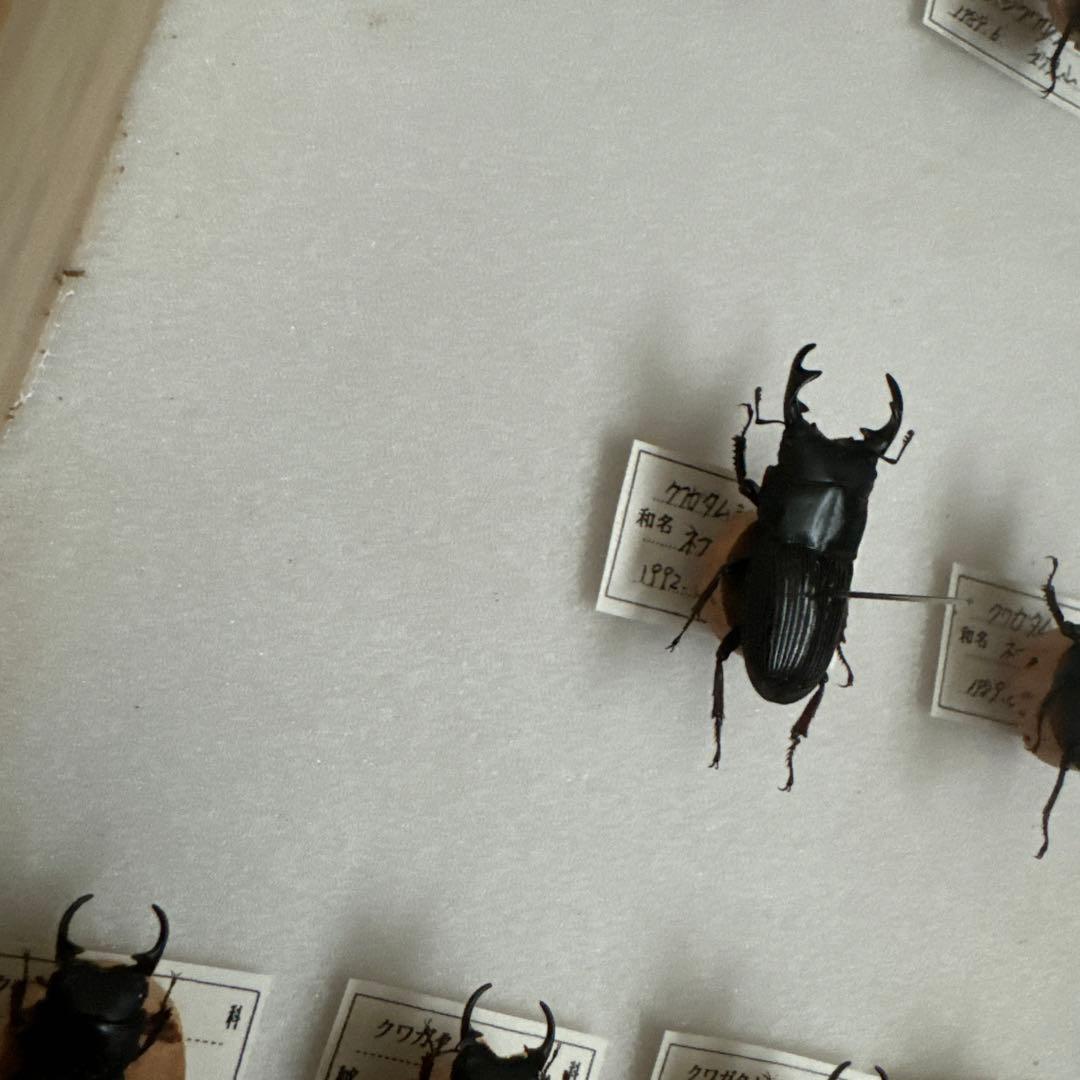 コクワガタ　スジクワガタ　ネブトクワガタ標本