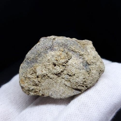 希少 ティラノサウルス 化石 骨 本物 アメリカ産 38.86mm tb93