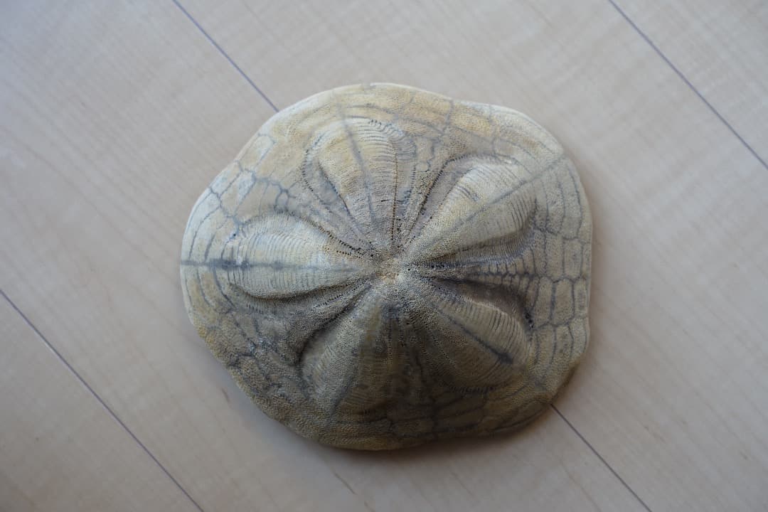 ウニの化石　Clypeaster portentosus　その２