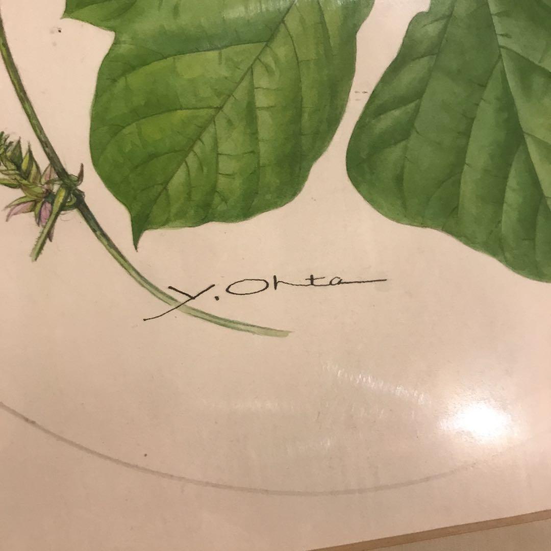 太田洋愛　ボタニカルアート　くずの花