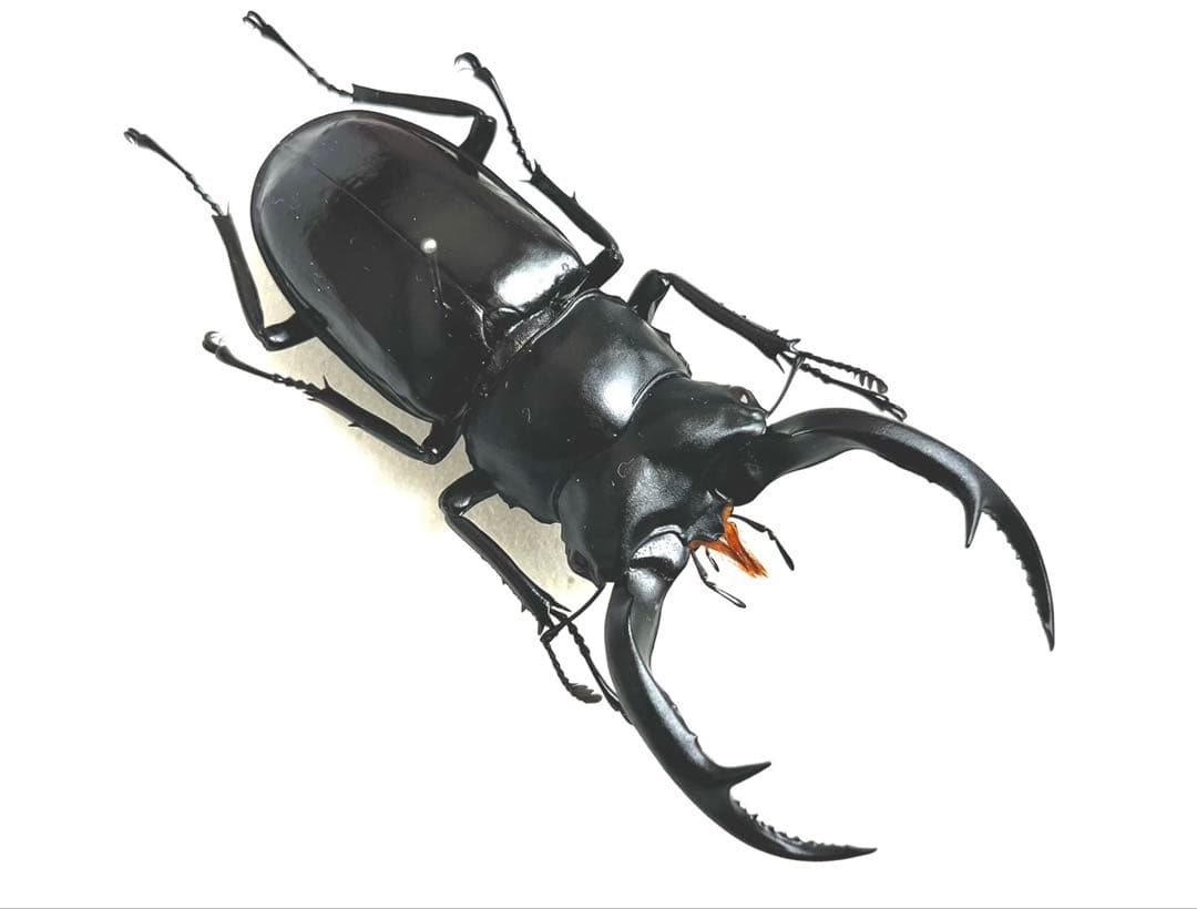 ウエストウッディオオシカクワガタ　76mm 標本