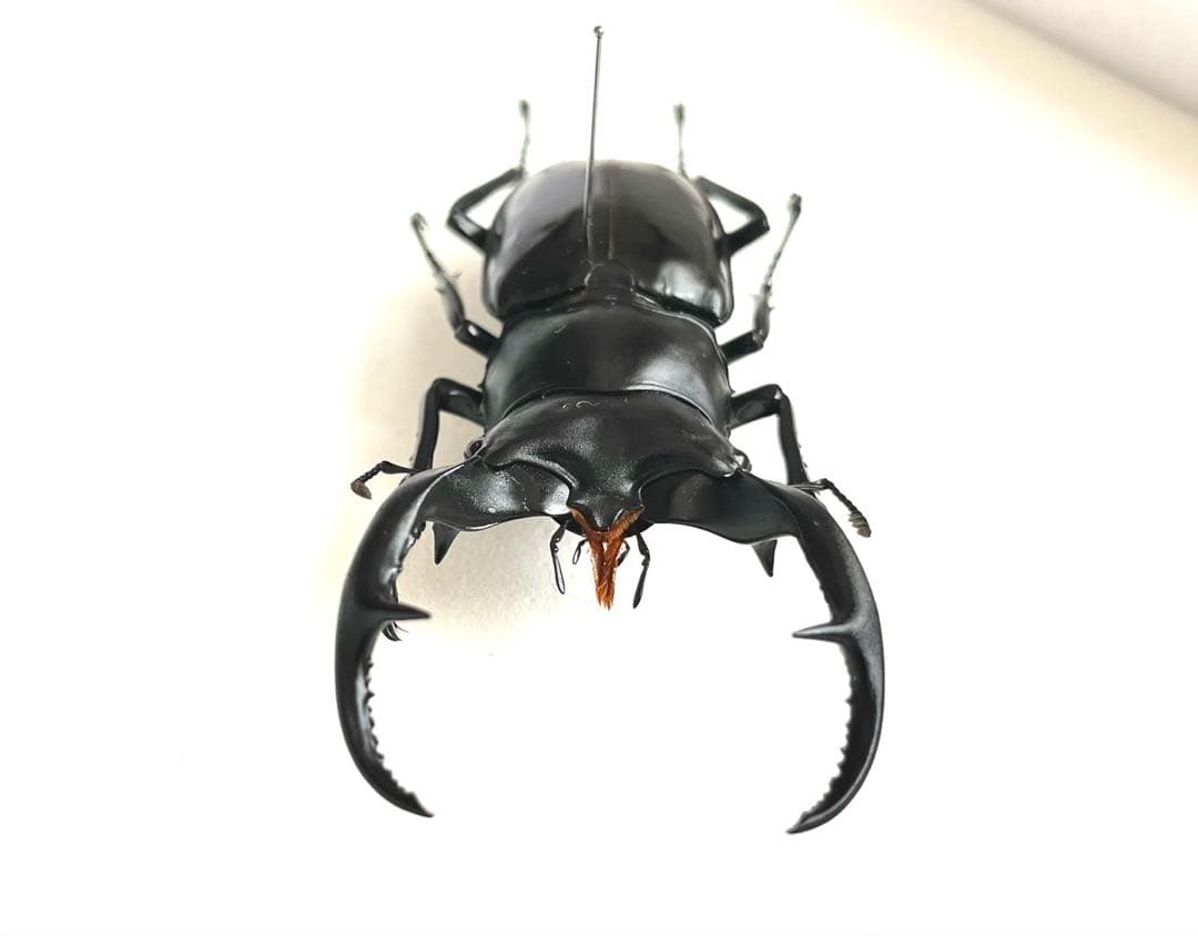 ウエストウッディオオシカクワガタ　76mm 標本