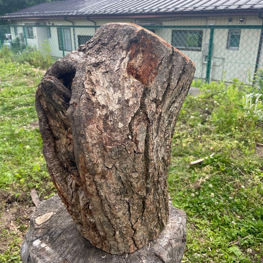 特大クワリウム　樹洞　登り木　エサ台　シェルター