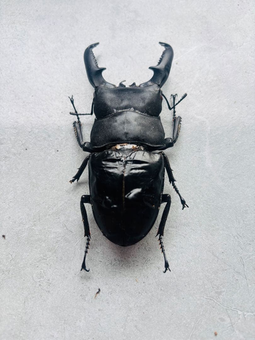 パラワンオオヒラタ　オス109ミリ メス48ミリ　標本