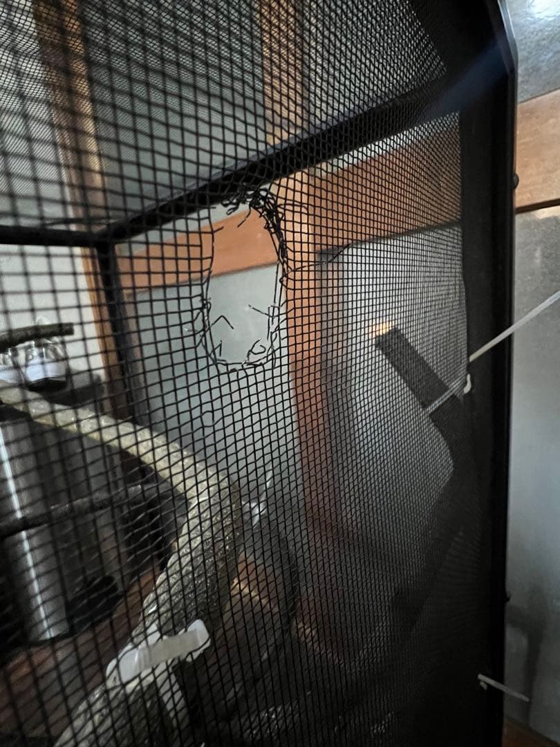 エキゾテラメッシュゲージセット