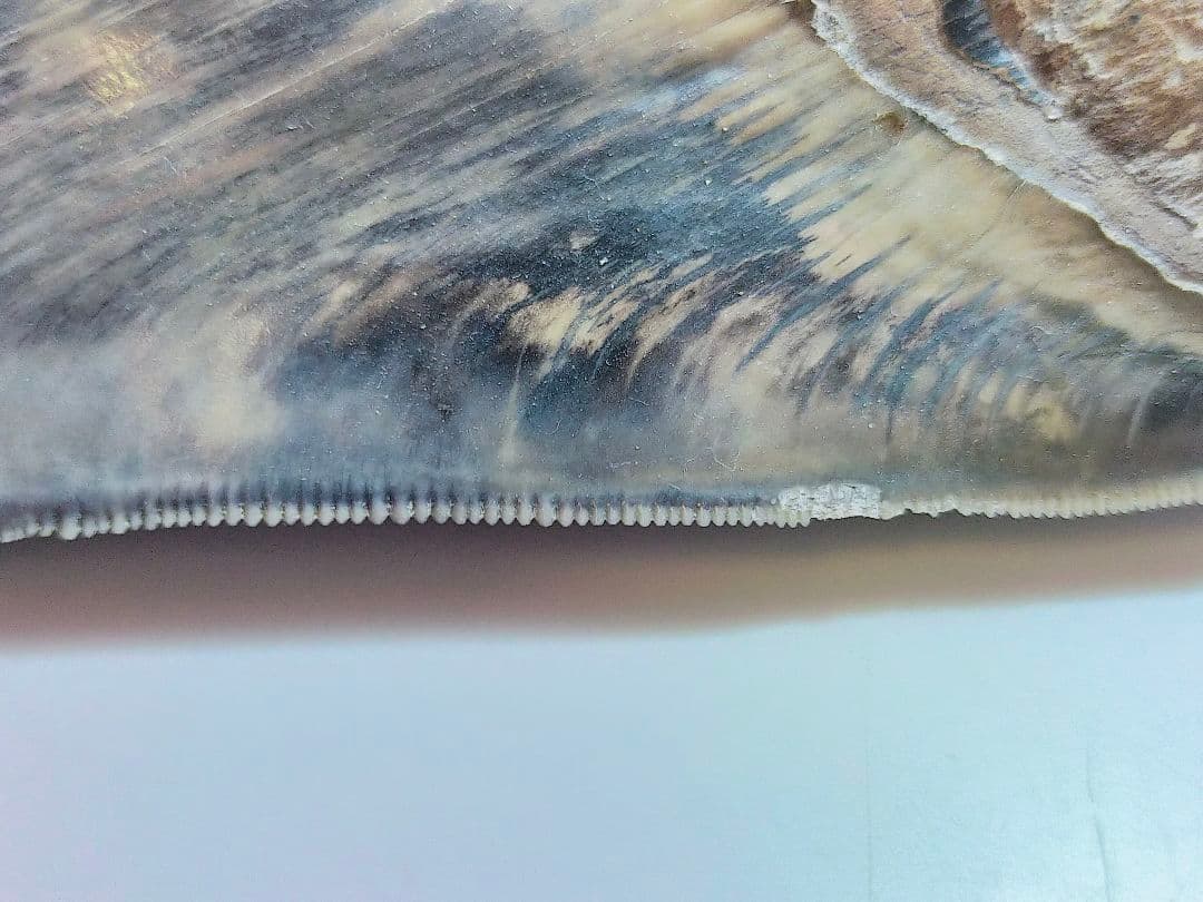 【希少：青色　大きめ：148mm】メガロドン　化石　標本　サメの歯　歯の化石