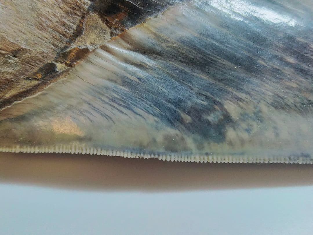 【希少：青色　大きめ：148mm】メガロドン　化石　標本　サメの歯　歯の化石