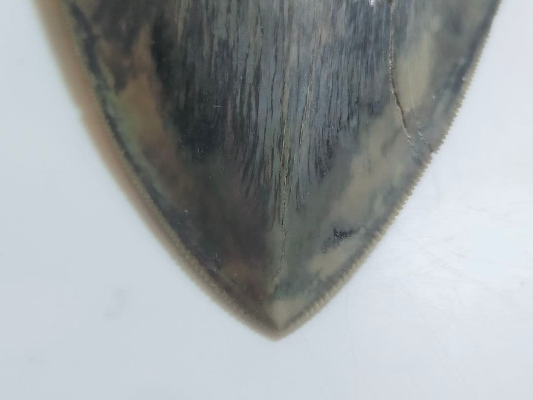 【希少：青色　大きめ：148mm】メガロドン　化石　標本　サメの歯　歯の化石