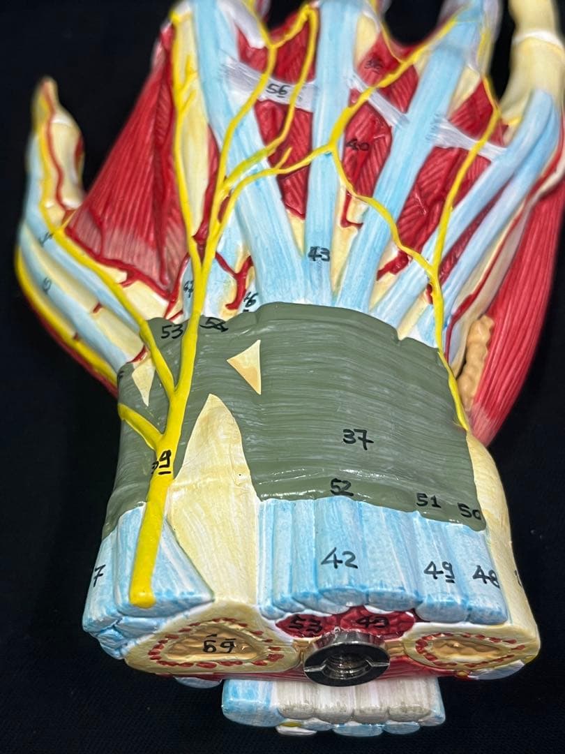 手　模型　筋肉模型 分解モデル　人体模型①