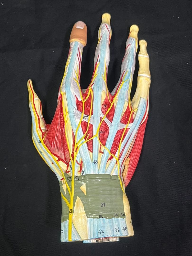 手　模型　筋肉模型 分解モデル　人体模型①