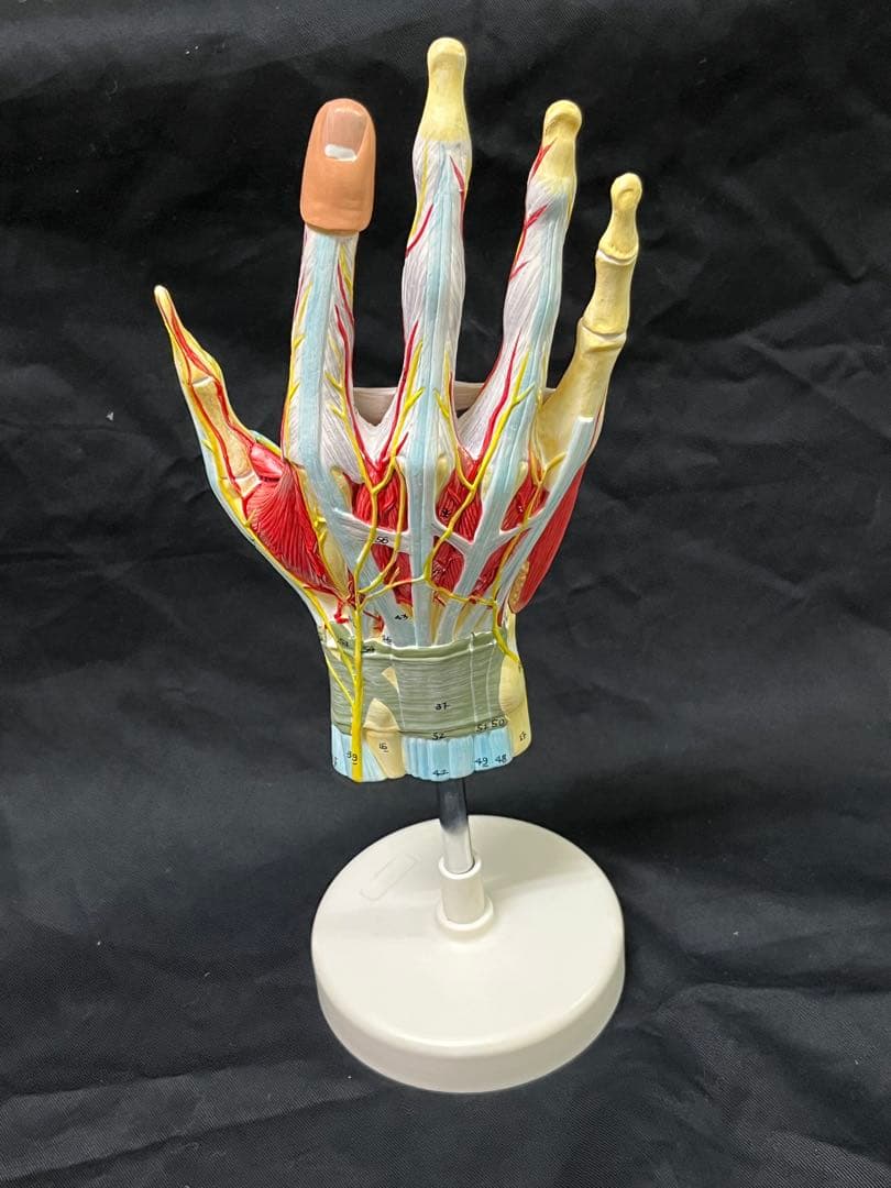 手　模型　筋肉模型 分解モデル　人体模型①