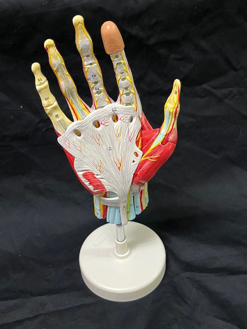 手　模型　筋肉模型 分解モデル　人体模型①