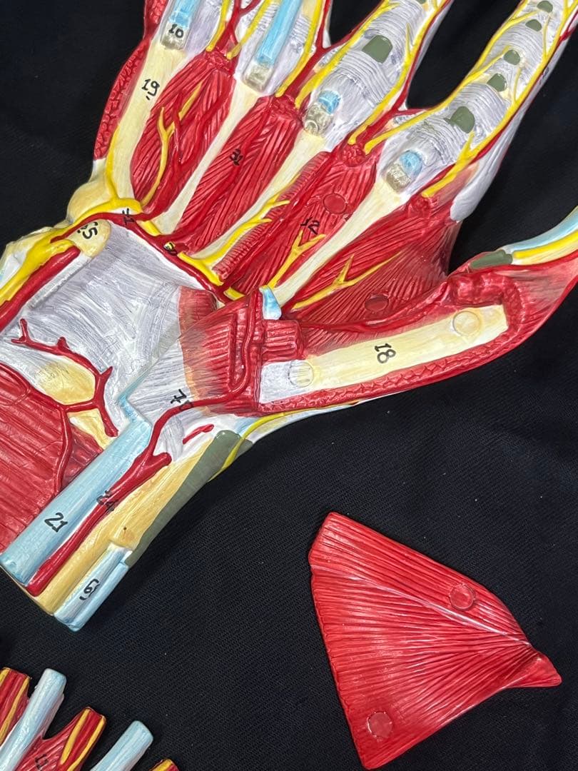 手　模型　筋肉模型 分解モデル　人体模型①