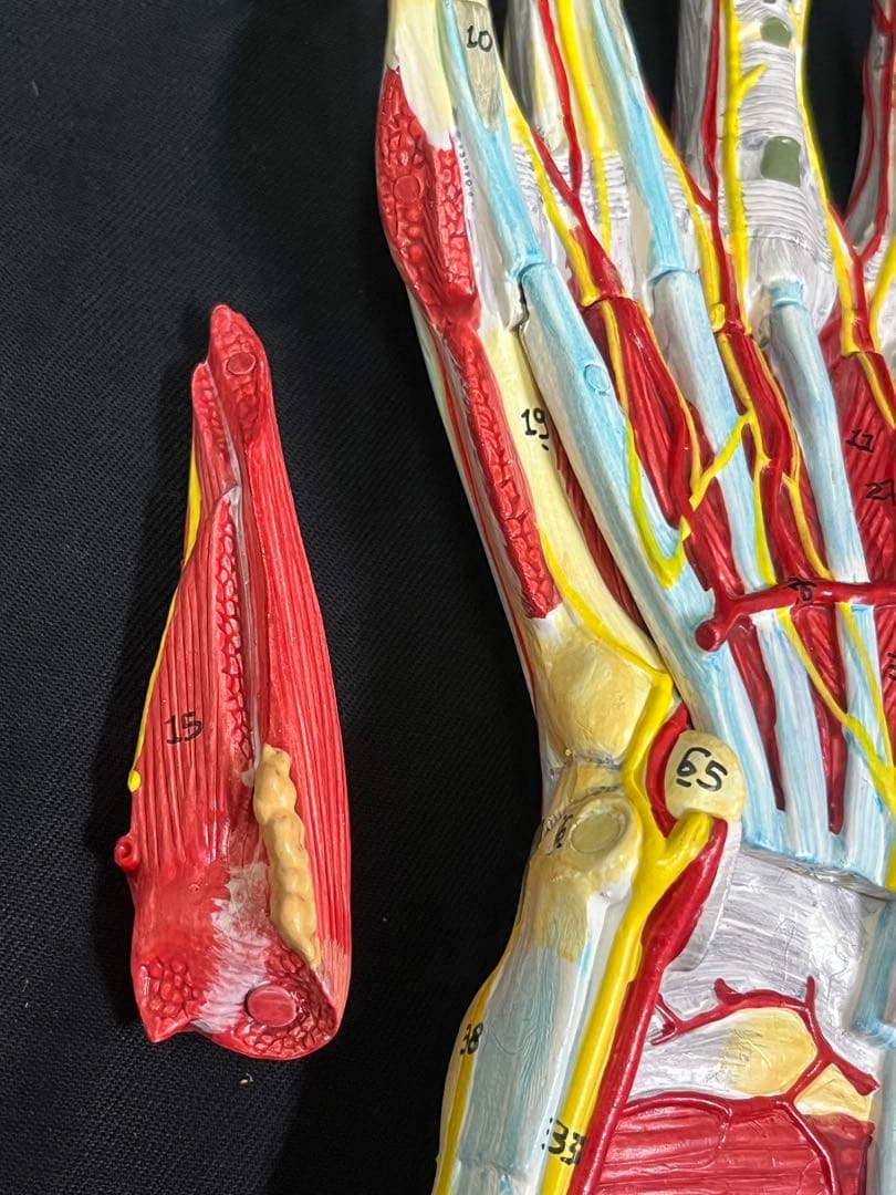 手　模型　筋肉模型 分解モデル　人体模型①