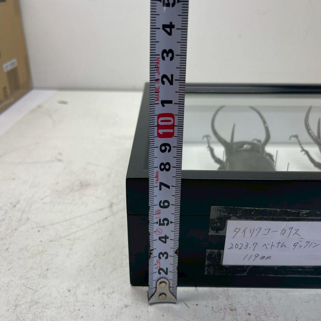 R◆タイリクコーカサス2匹　昆虫標本