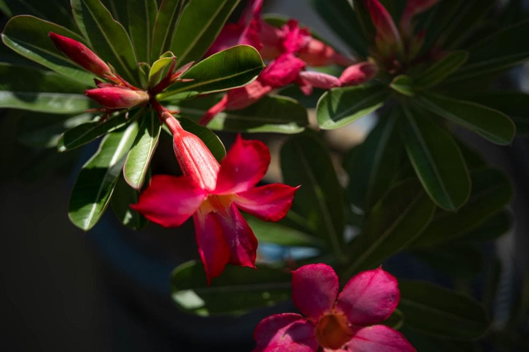 SIGMA 70mm F2.8 DG MACRO Lマウント