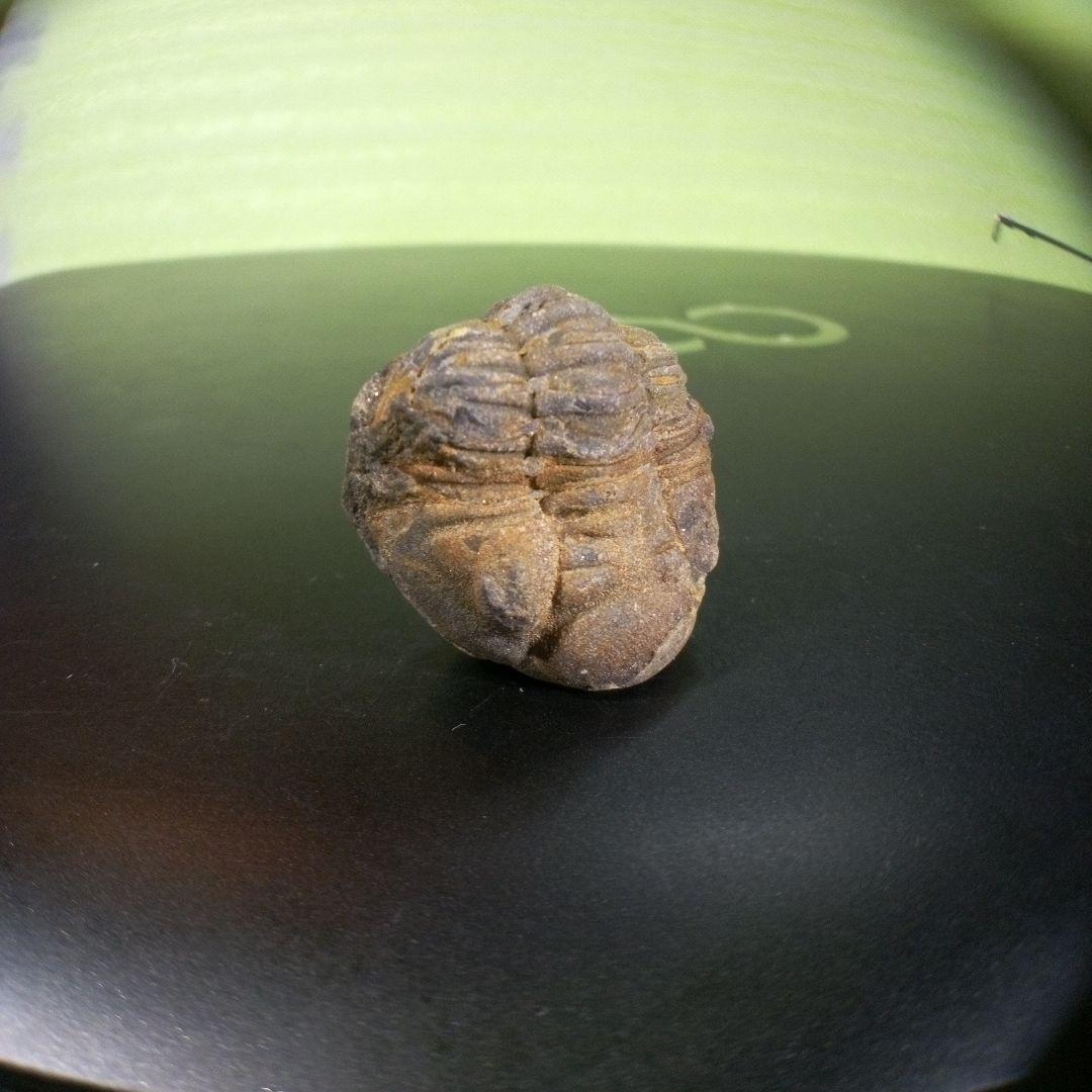 三葉虫　化石　fossil　海　ボリビア産　trilobite　海生動物判別⑥